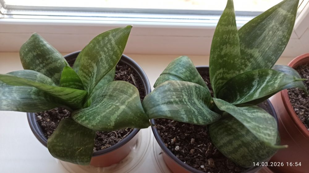 Сансивьера Ханни