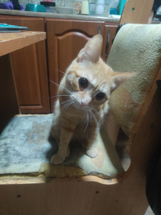 Отдам котенка девочка 8 месяцев