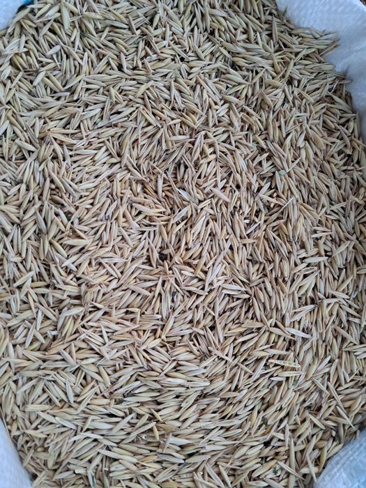 Vand ovaz de sământă