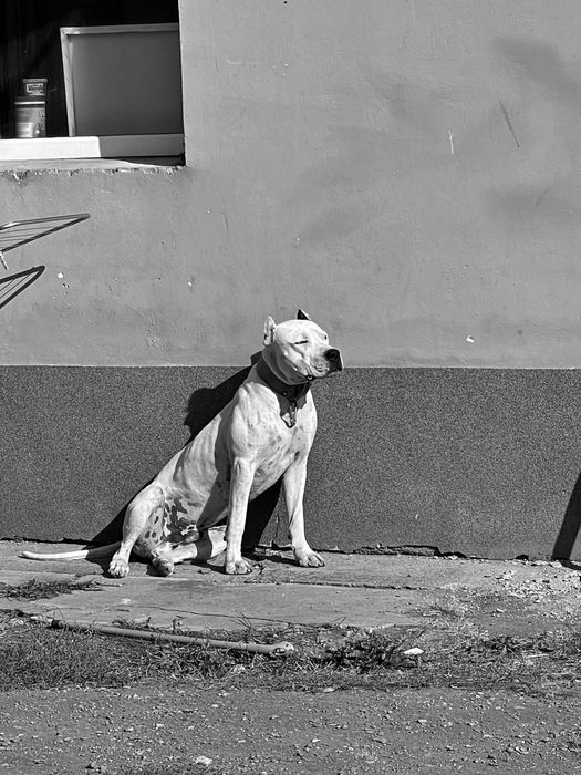 Mascul Dog Argentinian / Dogo Argentino