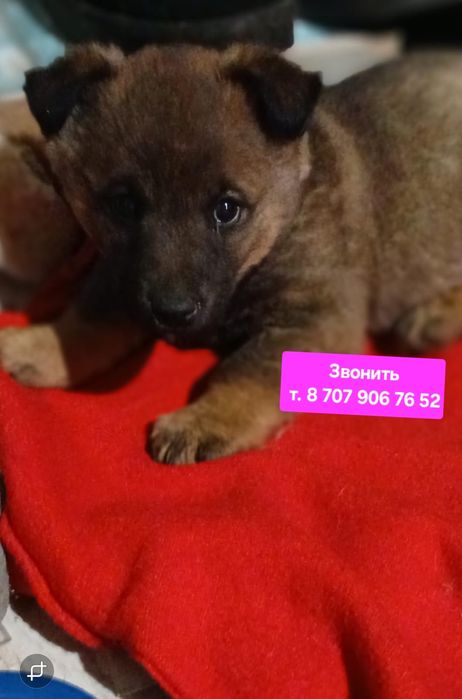 Щенок мальчик в поиске дома