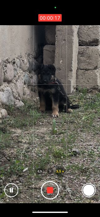 Европейски овчарка