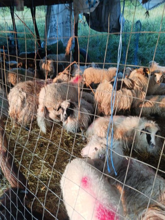 Miei de vanzare an judetul bihor 10 lei kg