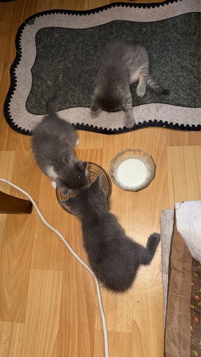 Отдам даром в добрые руки