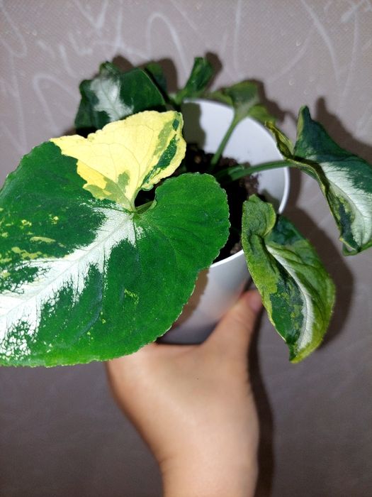 Продам комнатные растения