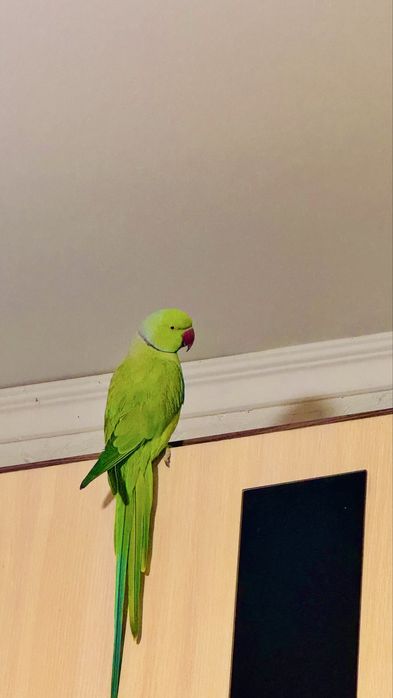 Продам ожерелового попугая