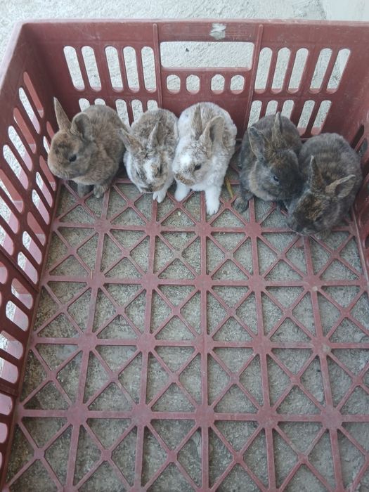 Iepuri rex pitic