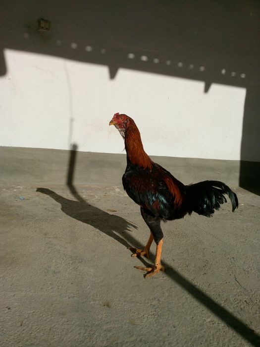 Куланги жужа гигант