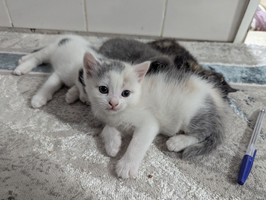 Отдам котят в добрые руки