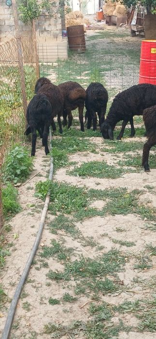 Xusori kashtan simjun.Urgochi qoyla va qochqorla sotiladi