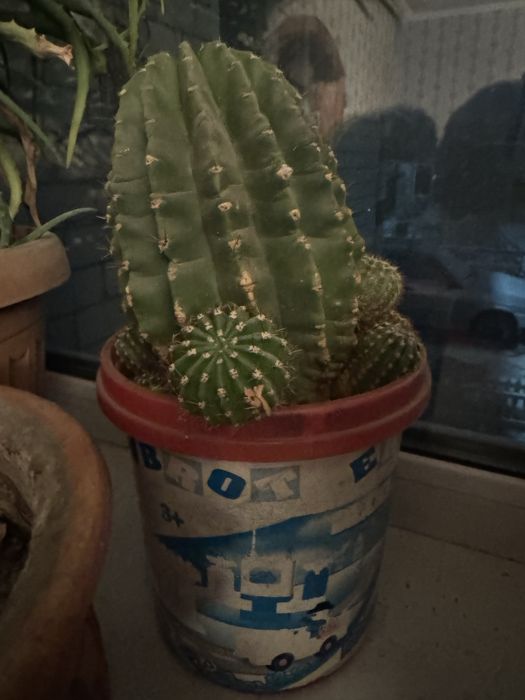 Цветы в горшках разные