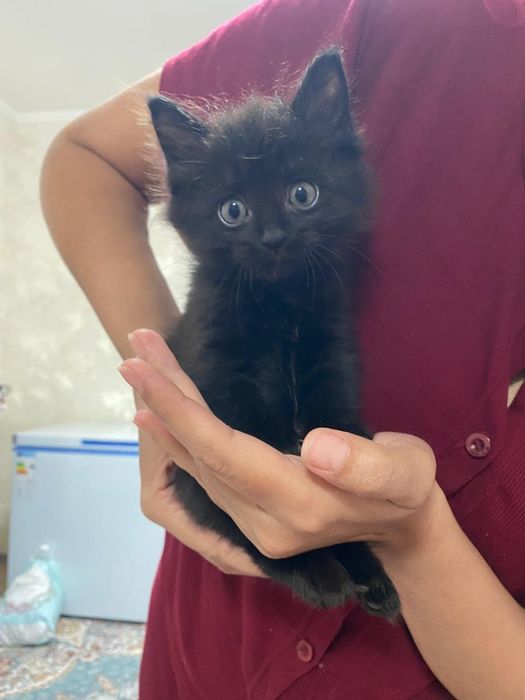 Котят в добрые руки