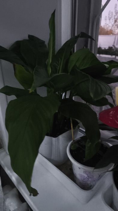 Продам.      цветы