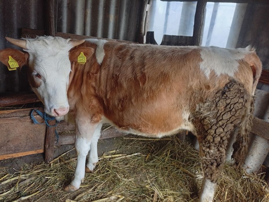 Vițică de vanzare 8000  lei negociabil