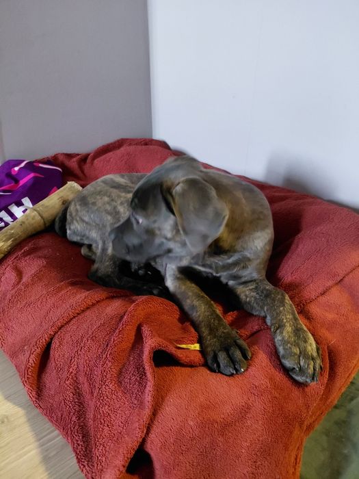 Продам щенка Коне Корсо