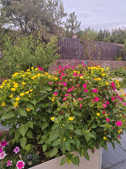 цветы семена ночная красавица