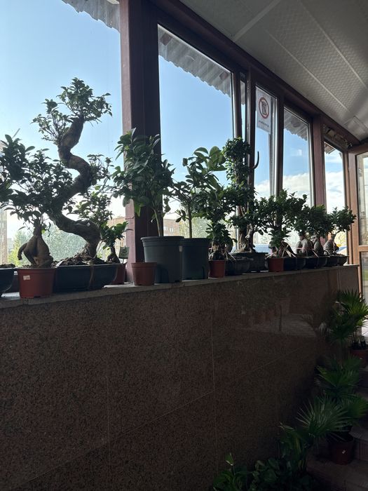 Комнатные растения по самым низким ценам