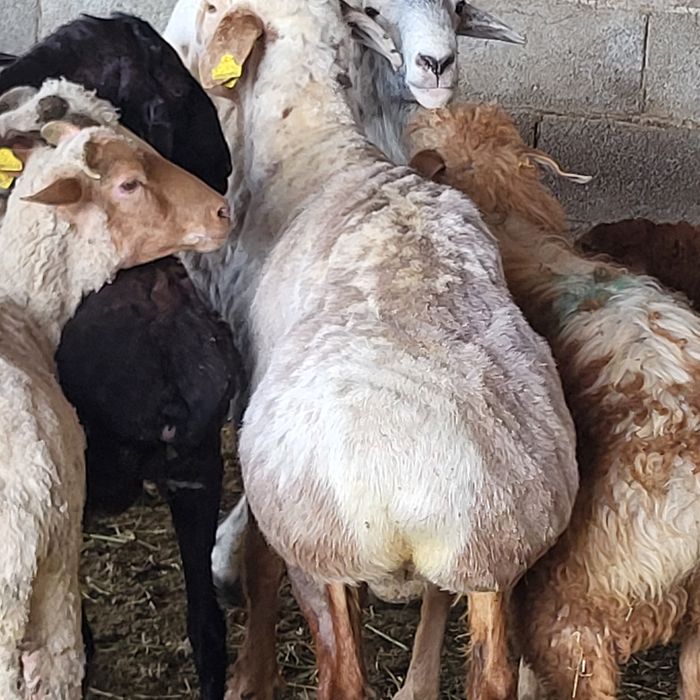 Продам больших Эдильбайских