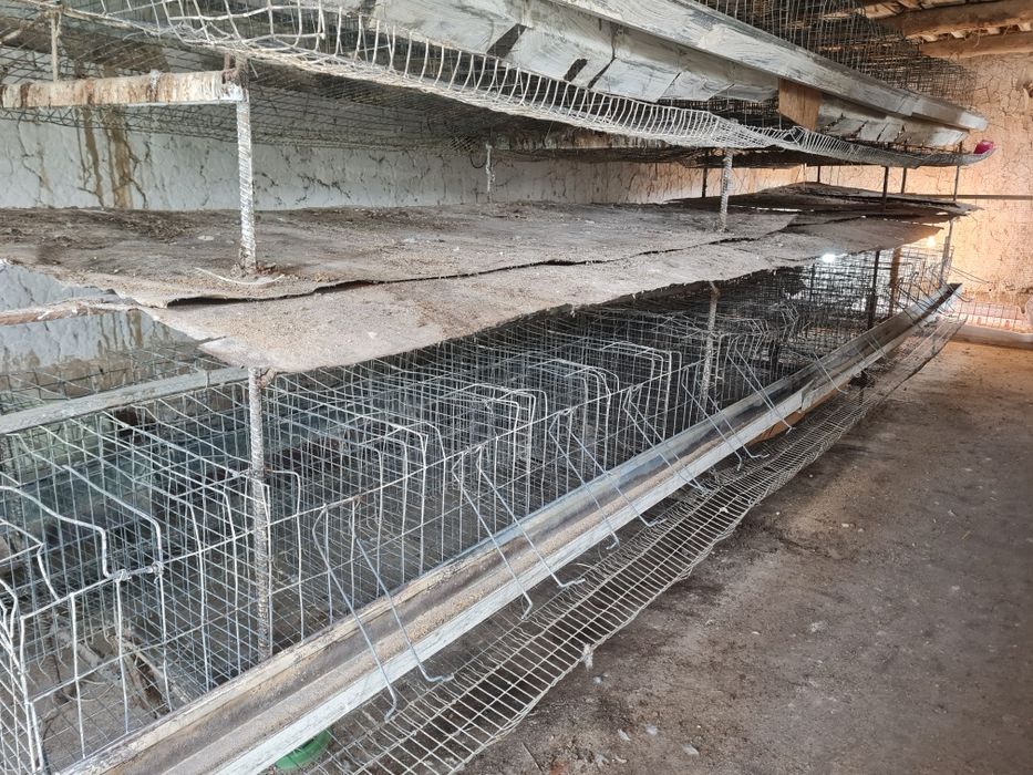 Клетка товукники