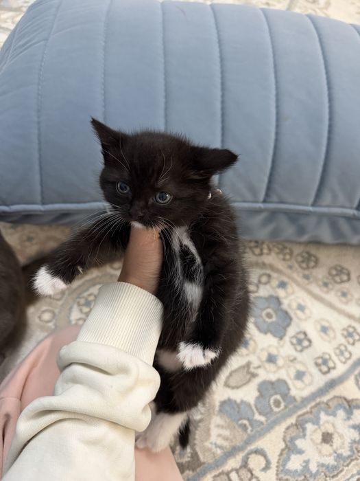 Отдаем котят в добрые руки