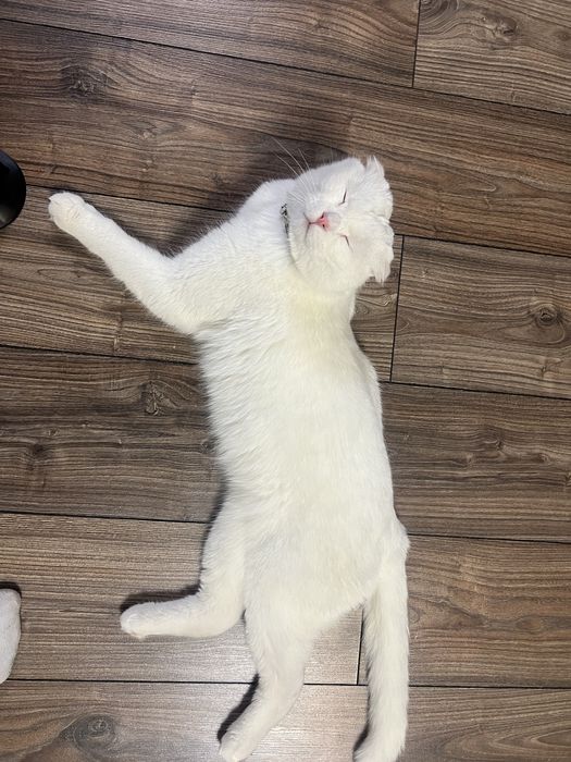 Котик срочно ищет любящую семью