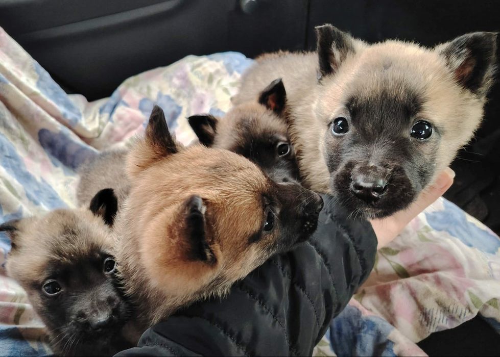 Белгийска овчарка Малиноа