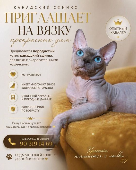 Канадский сфинкс приглашает на вязку