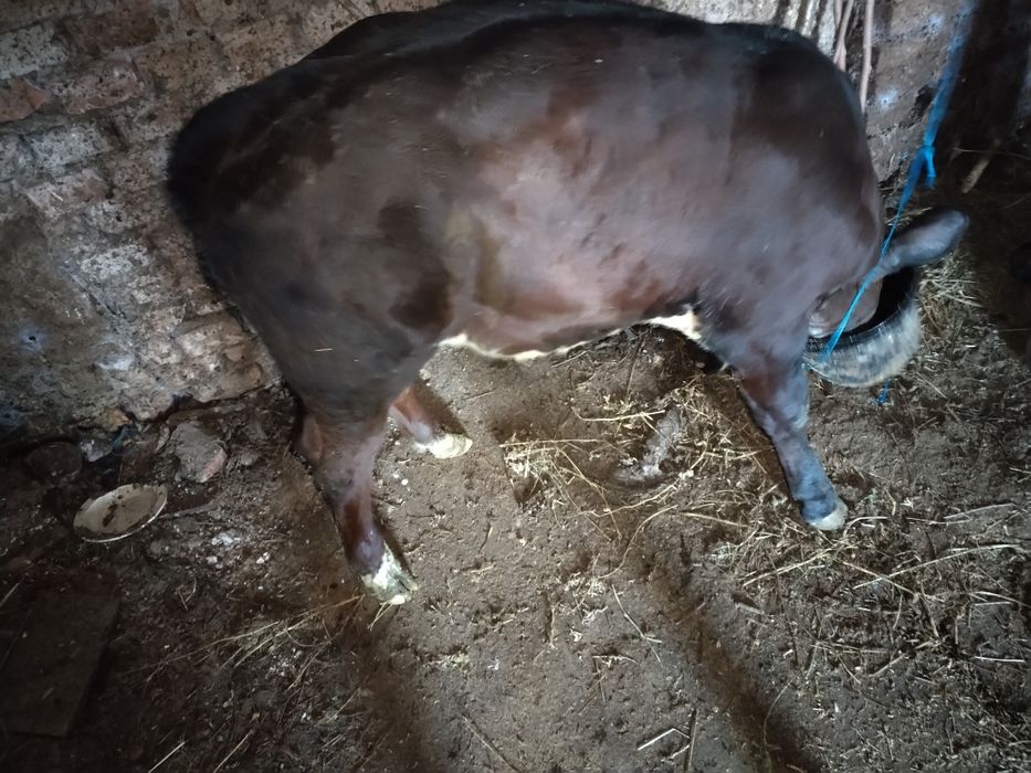 Vând.       vițel