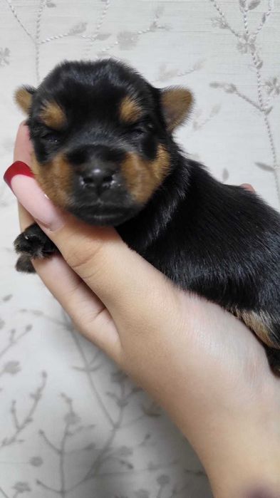 Мальчик, йоркширский терьер