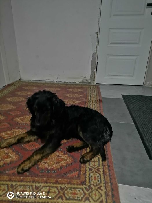 Продам шотландский саттер пол: девочка для охоты