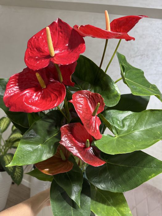 Комнатные растения