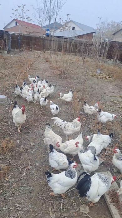 Жұмыртқа инкубатор  яицо