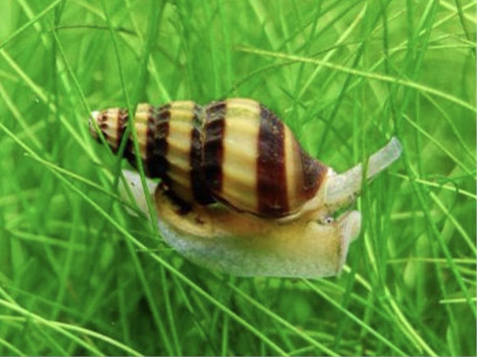 Melci Asasini  Anentome Helena