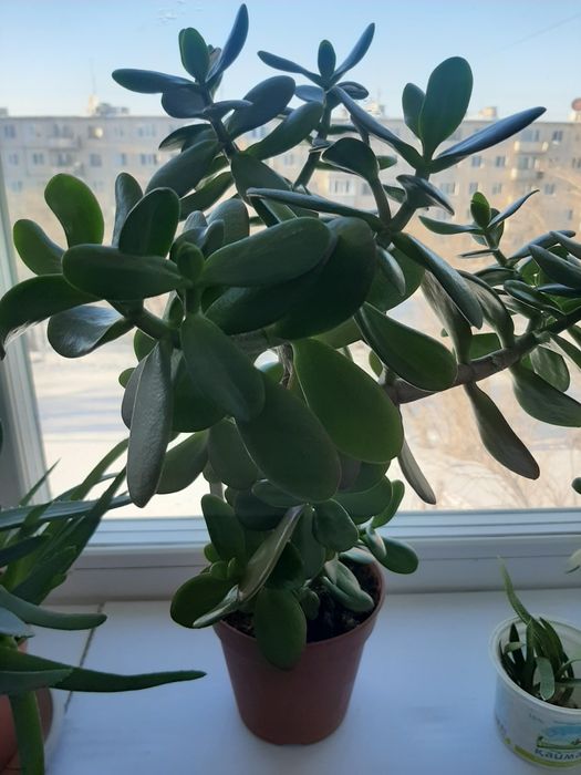 Продам комнатные цветы..