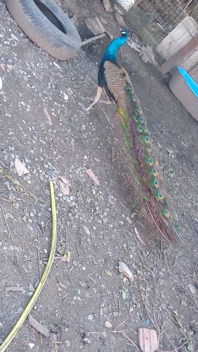 Preț de pomană se dau toți sau la familie