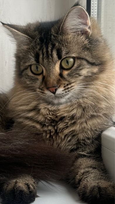 Кошечка Николь , 8 месяцев