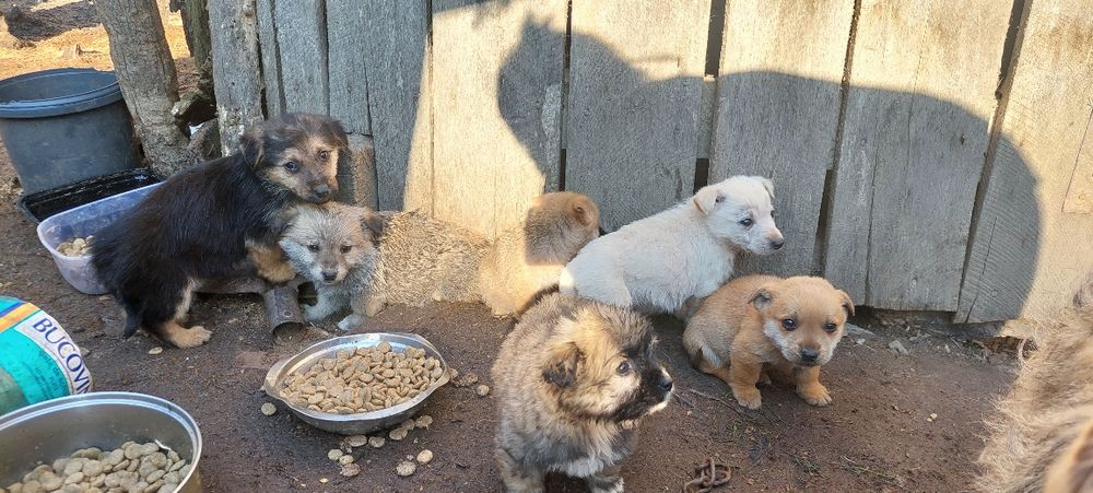 Donez căței metis talie mica