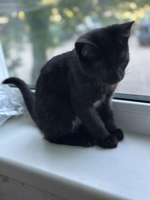 Девочка котенок 4 месяца.