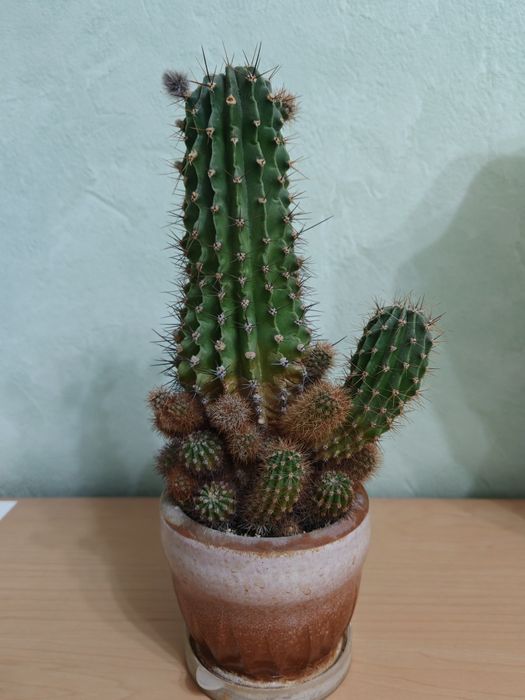 Продам кактусы, цветут.