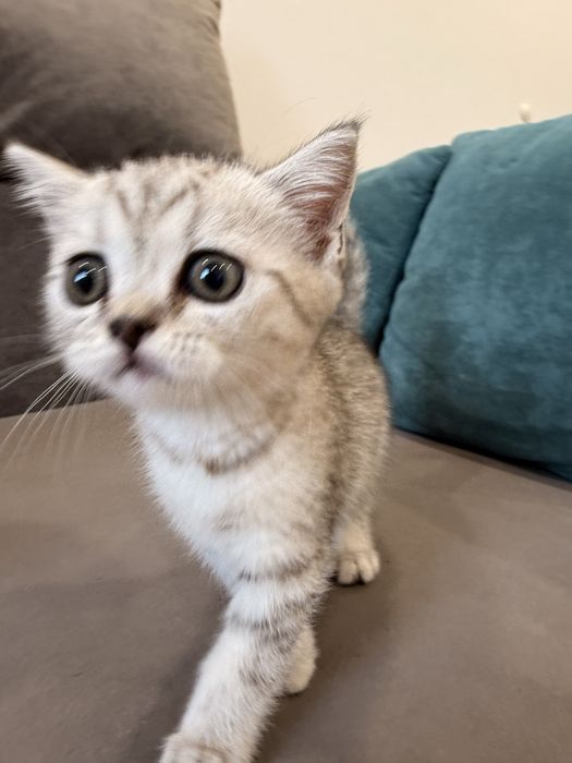 Котенок шотландец