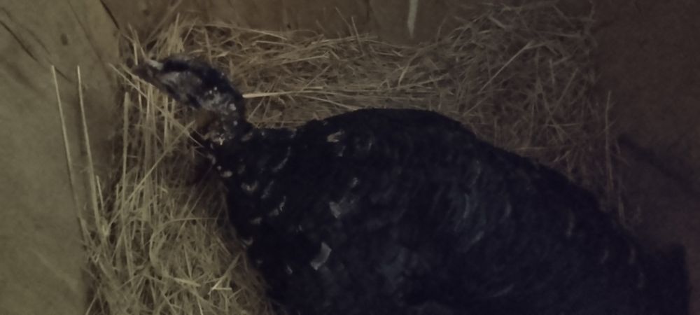 Срочно продам индюшат