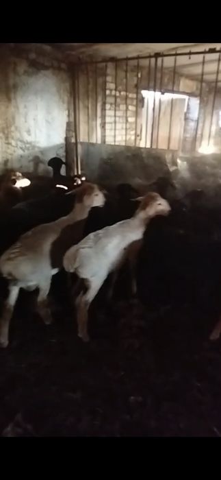 Кой баглан 500 бас