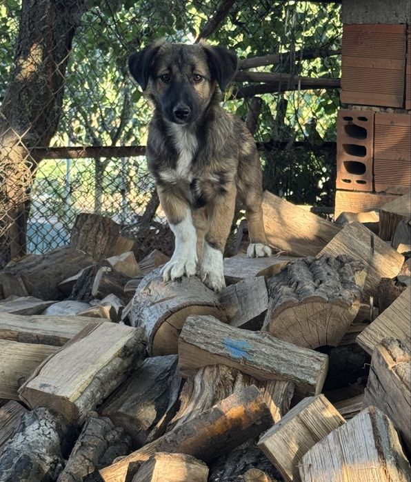 Подарявам кученца - Спешно търсят дом