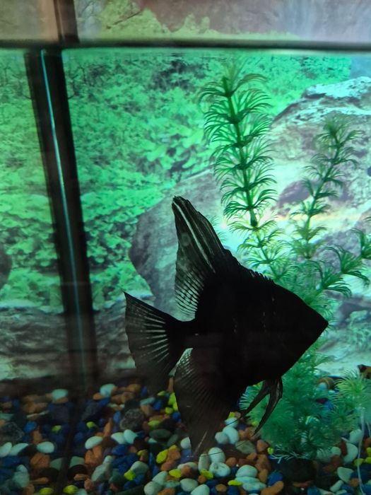 Продам Скалярий большой