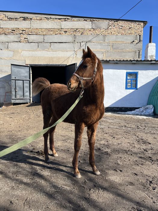 Лошадь Английской породы