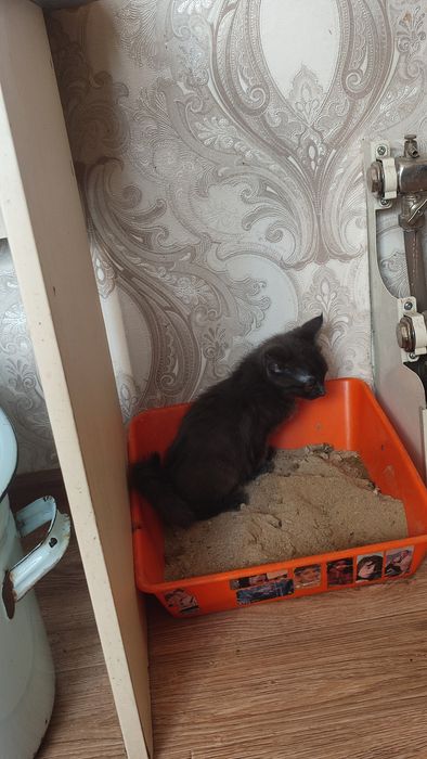 Отдам котенка в добрые руки