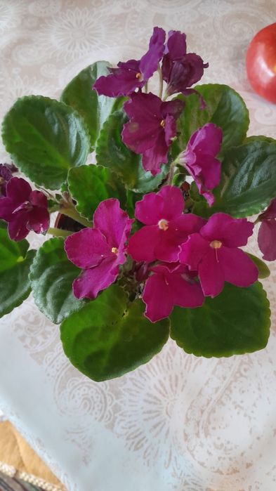 Продам комнат. Цветы