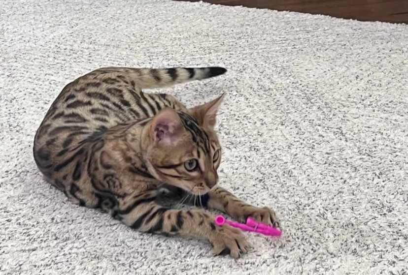 Бенгальские котята