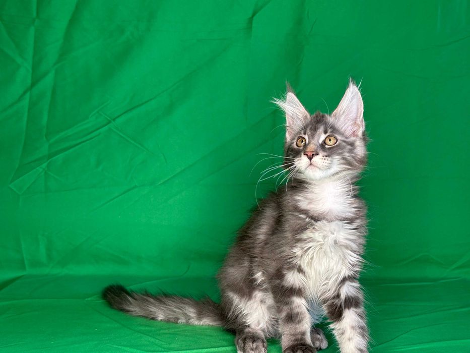 Продаются чистопородные котята мейнкун.