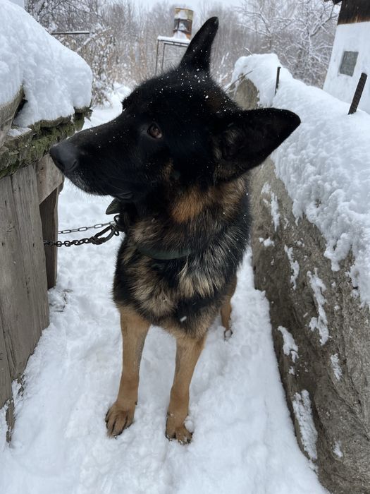 Немецкая овчарка